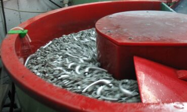 Vibrasyon Kimyasalları